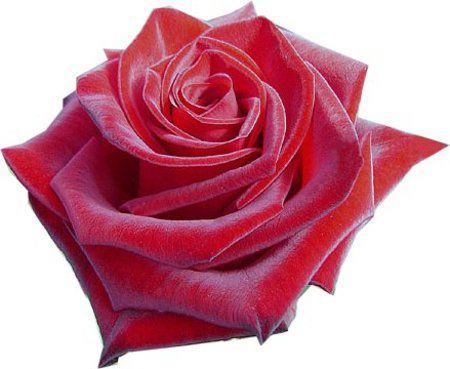 Les Petites Images D Amour Du Net Love Romantique Avec Une Rose Rouge